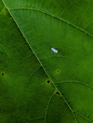 Prociphilus tessellatus