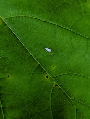 Prociphilus tessellatus