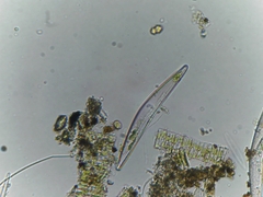 Bacillariophyceae