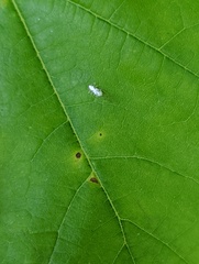 Prociphilus tessellatus