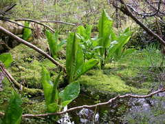 Lysichiton americanus