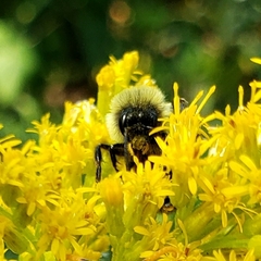 Andrena hirticincta