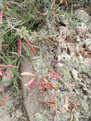 Calliandra eriophylla