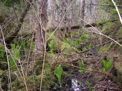 Lysichiton americanus