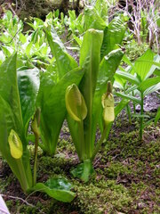 Lysichiton americanus
