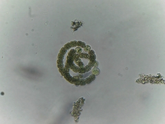 Cyanobacteria