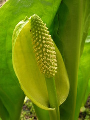 Lysichiton americanus