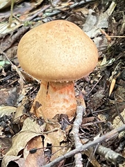 Cortinarius armillatus