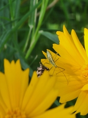 Zelus renardii