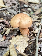 Cortinarius armillatus