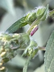 Graphocephala coccinea