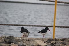 Haematopus longirostris