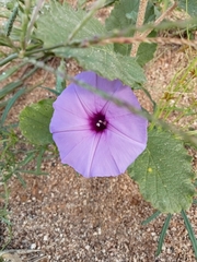 Ipomoea ternifolia ternifolia