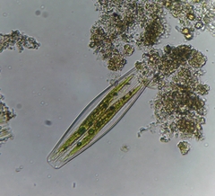 Bacillariophyceae
