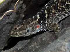 Sceloporus torquatus