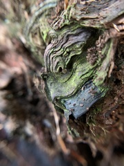 Chlorociboria aeruginascens