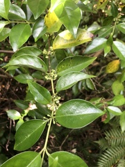 Geniostoma ligustrifolium