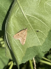 Achyra rantalis
