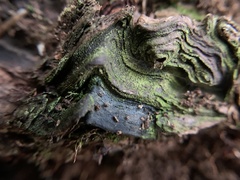 Chlorociboria aeruginascens