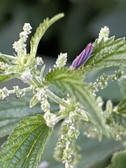 Graphocephala coccinea