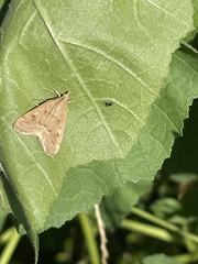 Achyra rantalis