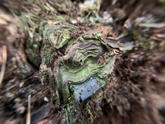 Chlorociboria aeruginascens