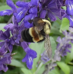 Bombus affinis