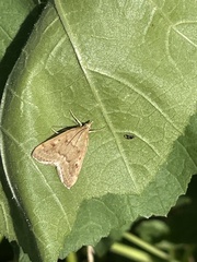 Achyra rantalis
