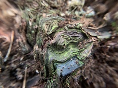 Chlorociboria aeruginascens