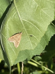 Achyra rantalis
