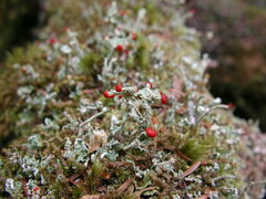 Cladonia cristatella
