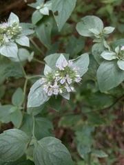 Pycnanthemum