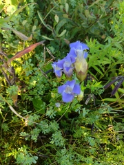Gentianopsis crinita