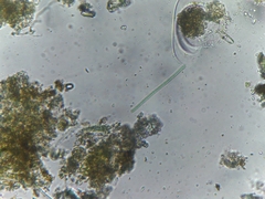 Cyanobacteria