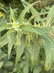 Urtica gracilis