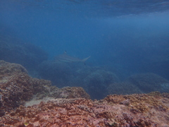 Carcharhinus melanopterus
