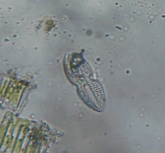 Bacillariophyceae