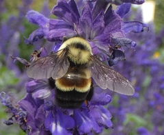 Bombus affinis