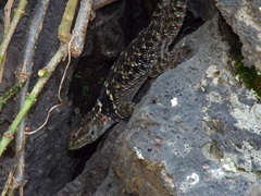 Sceloporus torquatus