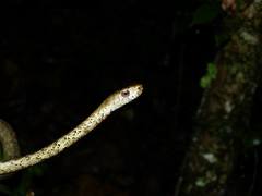 Chevron Necked Snake photo 2