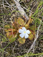 Drosera aberrans