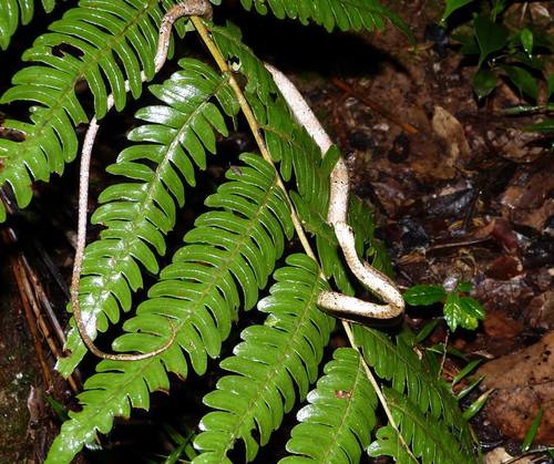 Chevron Necked Snake