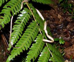 Chevron Necked Snake photo 3