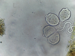 Sessilida