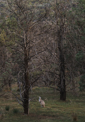 Osphranter robustus erubescens