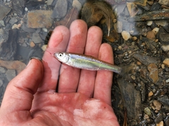 Cyprinella spiloptera