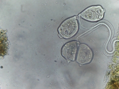 Sessilida