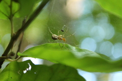 Neriene peltata