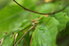 Neriene peltata