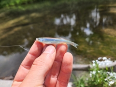 Notropis atherinoides